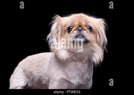 Studio shot di un adorabile cane Pekingese in piedi su sfondo nero. Foto Stock