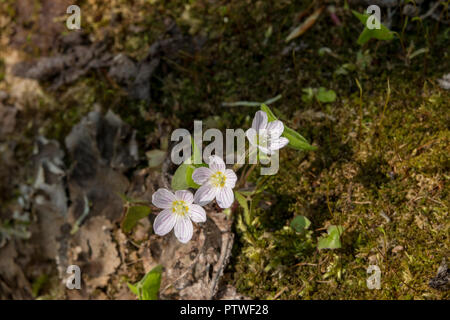 Wood sorrel fiori in primavera Foto Stock