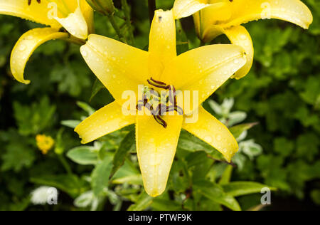 Gigli gialli dopo la pioggia, le goccioline di acqua sulla petali, close-up, fiori lily Foto Stock