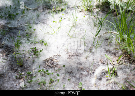 Il pioppo bianco lanugine giace sulla foresta sul terreno, close-up Foto Stock