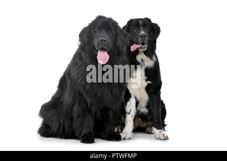 Studio shot di due adorabili cani Terranova seduto su sfondo bianco. Foto Stock