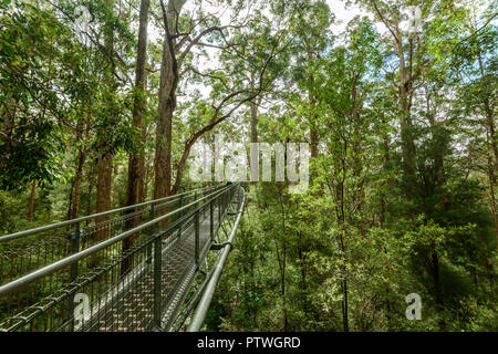 La elevata percorso a piedi nella Valle dei Giganti Tree Top Walk, Danimarca, Walpole-Nornalup National Park, south coast, WA, Australia occidentale, Austra Foto Stock