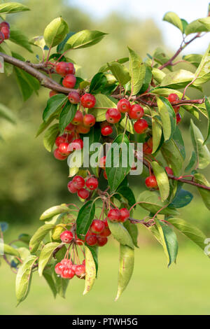 Ciliege rosse su un ramo con foglie di colore verde Foto Stock