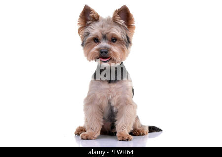 Studio shot di un adorabile Yorkshire Terrier seduto su sfondo bianco. Foto Stock