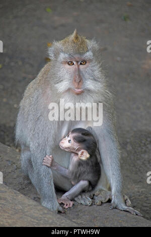 La madre e il bambino lungo Balinese-tailed scimmie (Macaca fascicularis o macaco) nel sacro Santuario della Foresta delle Scimmie sull'isola di Bali, Indonesia. Foto Stock