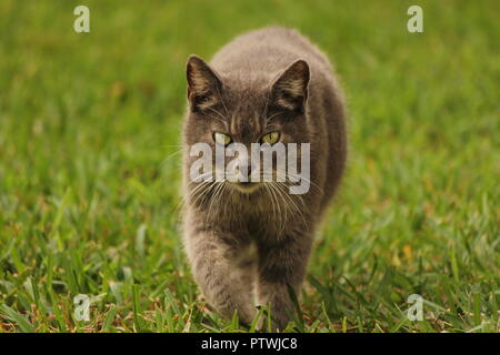 Bella e verde occhio cat Foto Stock