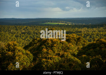 Vista da Gloucester Tree, arrampicata, Bruma rd, Pemberton WA, Australia occidentale, Australia Foto Stock