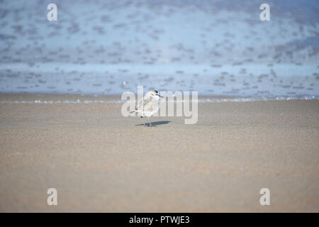 Tiny bianco-fronteggiata Plover (charadrius marginatus) Uccello sulla spiaggia Foto Stock