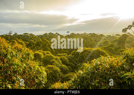 Vista da Gloucester Tree, arrampicata, Bruma rd, Pemberton WA, Australia occidentale, Australia Foto Stock