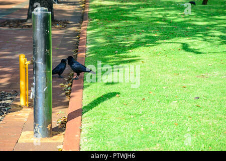 Due nuovi Caledonian crow, Corvus moneduloides in un parco a Perth, Western Australia Foto Stock