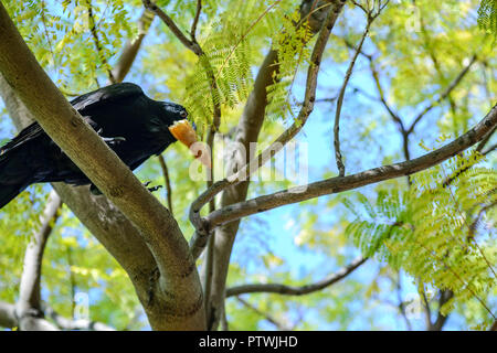 Nuovo Caledonian crow, Corvus moneduloides. Sittin in un albero di mangiare in un parco a Perth, Western Australia Foto Stock