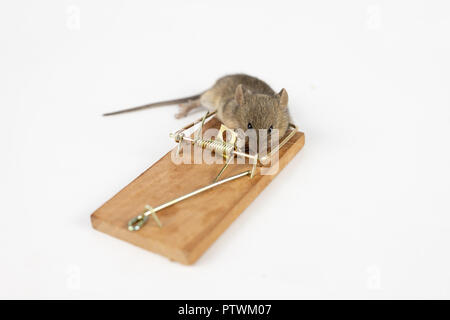 Il mouse viene catturato sulla mousetrap. Uccidere i topi in famiglie. Sfondo chiaro. Foto Stock