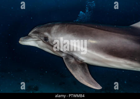 Dolphin nuoto con i sub in Mar Rosso, Eilat Israel Foto Stock