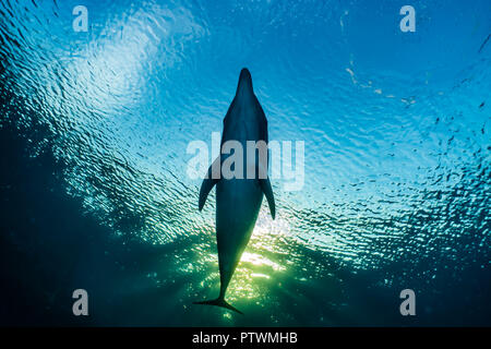 Dolphin nuoto con i sub in Mar Rosso, Eilat Israel Foto Stock