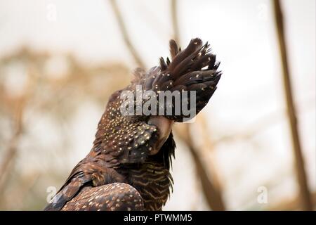 Femmina rosso nero codato cacatua Foto Stock