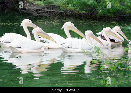 Pellicani Foto Stock