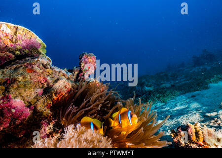 Le barriere coralline e le piante di acqua nel Mare Rosso, colorati e diversi colori - fotografata da Avner Efrati Foto Stock