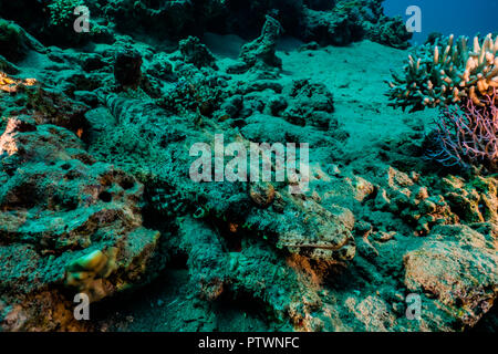 Le barriere coralline e le piante di acqua nel Mare Rosso, colorati e diversi colori - fotografata da Avner Efrati Foto Stock