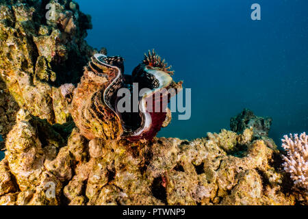Vongola gigante nel Mare Rosso colorato e bello, Eilat Israel Foto Stock