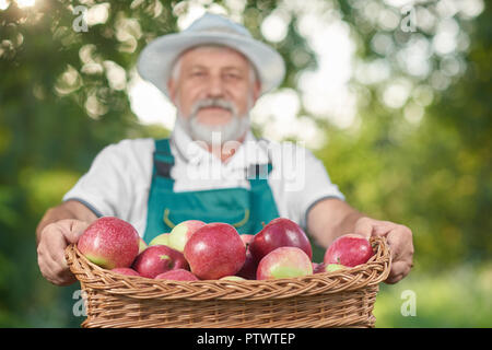 Chiusura del cesto pieno di rosso mele fresche. L'agricoltore che detiene cestello in mani su sfondo. Giardiniere guardando la telecamera, indossando il contadino del cappello e white t shirt. Foto Stock