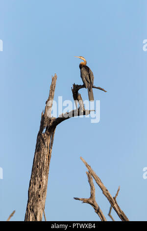 African darter Anhinga rufa, femmina, arroccato in albero morto, Tendaba, Gambia, Novembre Foto Stock