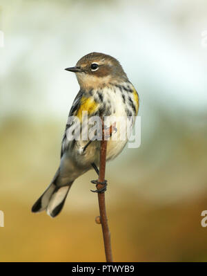 Ritratto di giallo-rumped trillo appollaiato sul ramo Foto Stock