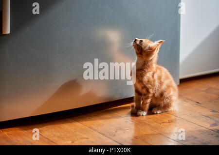 Splendido lo zenzero tabby gattino seduto su un piano cucina cercando un frigo. Foto Stock