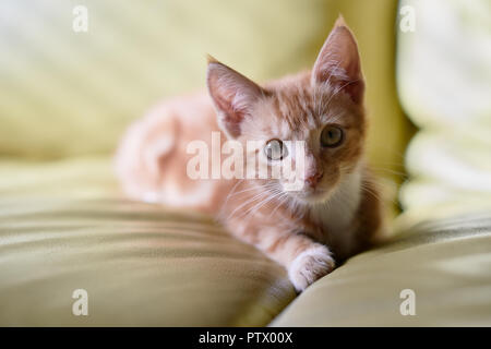 Lo zenzero adorabili tabby kitten posa su un lettino di verde in posa per la fotocamera. Foto Stock