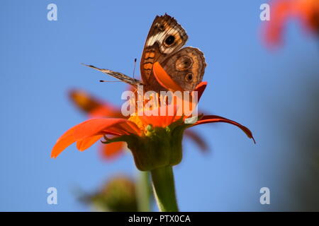 Insetti sul girasole messicano alla fine della stagione Foto Stock