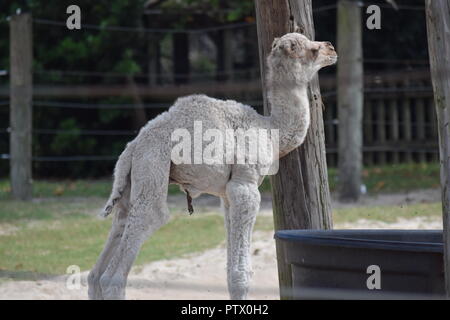 Animali da zoo e cigni Foto Stock