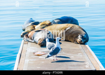 I leoni di mare e gabbiani su un molo in legno in Oceanside, California Foto Stock