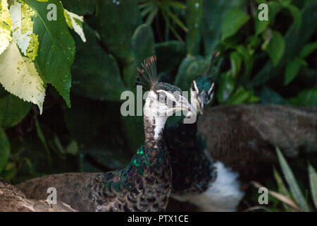 Femmina marrone e verde pavone o peafowl indiano è anche chiamato Pavo cristatus in un giardino nel sud-ovest della Florida. Foto Stock