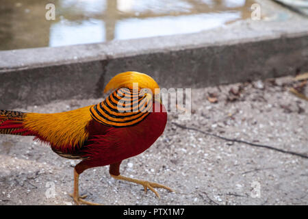 Maschio di Golden Pheasant chiamato anche il fagiano cinese o chrysolophus pictus è noto come un uccello di gioco. Foto Stock