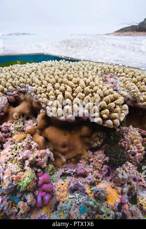 Coral reef, isola di Niue, Niue Foto Stock