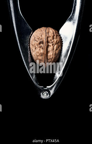 Studio alto contrasto immagine di una noce dentro un metallo schiaccianoci isolata contro uno sfondo nero. Foto Stock