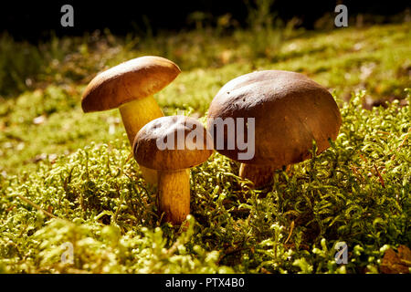 Tre marrone e freschi funghi porcini crescono su verde muschio spessa nella foresta di autunno Foto Stock