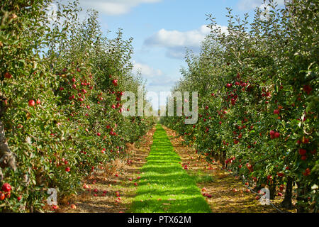 Apple su alberi in frutteto di caduta stagione Foto Stock