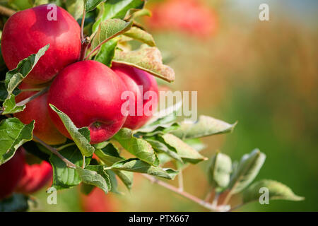 Fresche Mele rosse su un albero Foto Stock