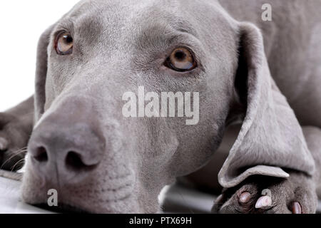 Ritratto di un adorabile cane Weimaraner - isolato su sfondo bianco. Foto Stock