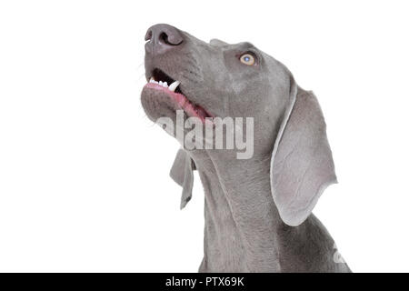 Ritratto di un adorabile cane Weimaraner - isolato su sfondo bianco. Foto Stock