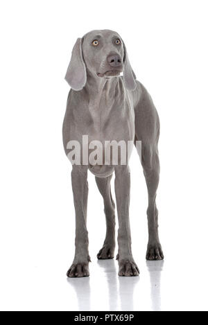 Studio shot di un adorabile cane Weimaraner in piedi su sfondo bianco. Foto Stock