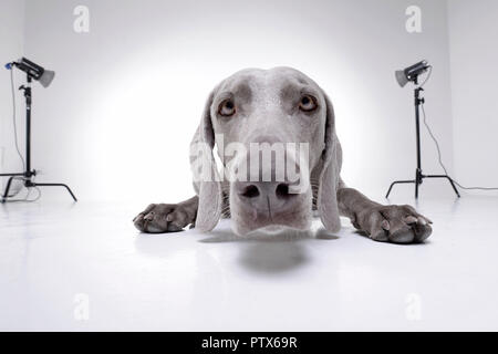 Ampio angolo ritratto di un adorabile cane Weimaraner - isolato su sfondo bianco. Foto Stock