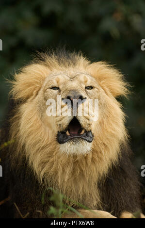 Leone Asiatico (Panthera leo persica) India. Captive Chester Zoo, Regno Unito Foto Stock