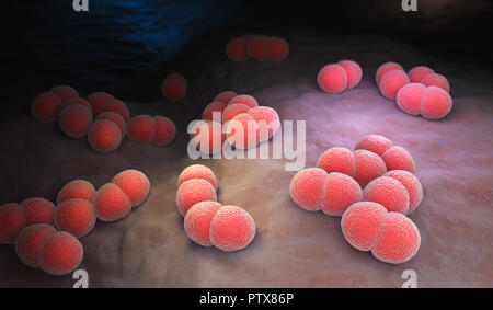 La Neisseria meningitidis o meningococcus è un batterio che può causare la meningite e altre forme di malattia meningococcica. 3D illustrazione Foto Stock