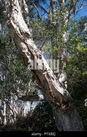 Sydney Australia, del tronco della nativa paperbark tree melaleuca quinquenervia Foto Stock
