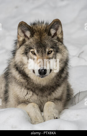 Giovane Lupo grigio che stabilisce nella neve Foto Stock