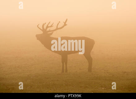 Stag Cervo in silhouette in una nebbiosa mattina di autunno a Wollaton Park, Nottingham Nottinghamshire England Regno Unito Foto Stock