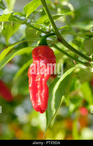 Devil's costola estremamente caldo peperoncino habanero Capsicum chinense devils costola crescente/pianta in una serra Foto Stock