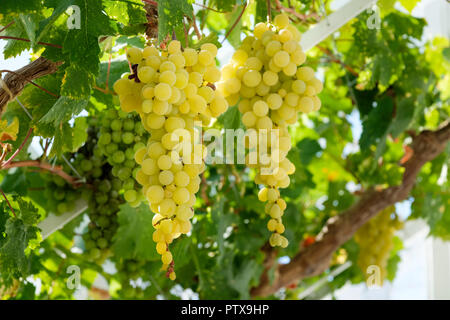 Tavolo verde uva (Vitis vinifera) appesi dal vitigno in una serra, Sussex, England, Regno Unito Foto Stock