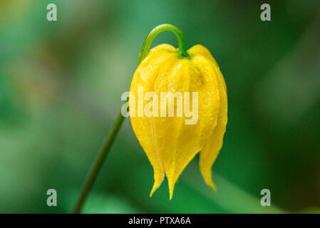 Una chiusura del fiore di un golden clematis (Clematis tangutica) Foto Stock